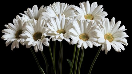 A bouquet of white daisies against a black background.