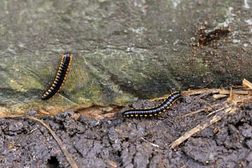 Yellow-spotted millipede - Anoplodesmus saussurii on wet ground in garden area around home.