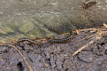 Yellow-spotted millipede - Anoplodesmus saussurii on wet ground in garden area around home.