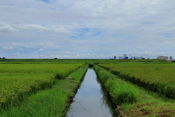 日本　埼玉の風景