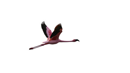 Obraz premium Pink Flamingo in Flight Over Calm Waters, Bird Flying, Tropical Wildlife, Graceful Movement in Nature