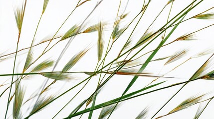 Naklejka premium Delicate grass blades swaying gently against a white background, showcasing the beauty of nature's simplicity.