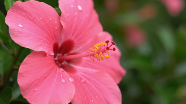 A closeup shows a pink hibiscus with water droplets on its petals set against a soft green outoffocus background