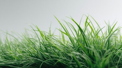 Obraz premium Vibrant green grass blades swaying gently in the breeze under a serene, softly illuminated sky.