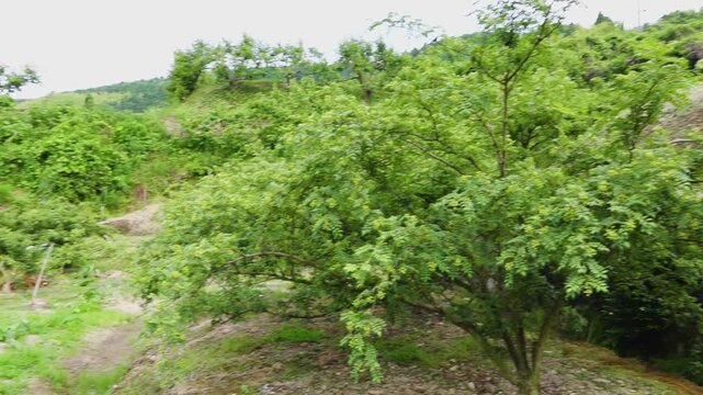 和歌山の特産品「ぶどう山椒の実」和歌山県有田川町清水 Budo Sansho Pepper Berries &ndash; Shimizu, Aridagawa, Wakayama, Japan&rsquo;s Top Production Area