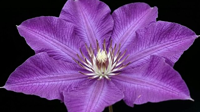 A purple clematis flower with textured petals and a central cluster of stamens against a black background