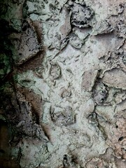 Dry moss texture on surface