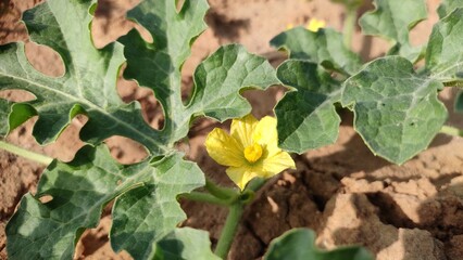 Blooming yellow flowers of watermelon on the vine, close up view