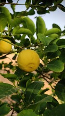 Ripped lemon fruit on lemon tree, close up view