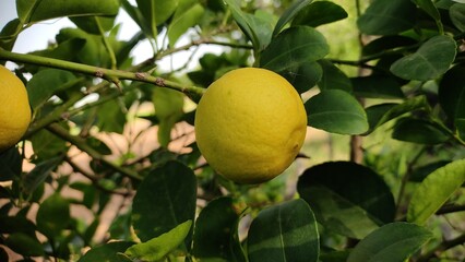 Ripped lemon fruit on lemon tree, close up view