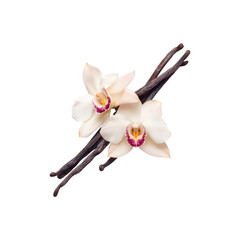 A delicate orchid flower with soft petals and striking coloration