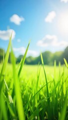 A gentle summer breeze playfully ruffles tall grass in a sun-drenched meadow, creating a tranquil and idyllic scene Perfect for summer, nature, and freedom themes , tranquil, peaceful