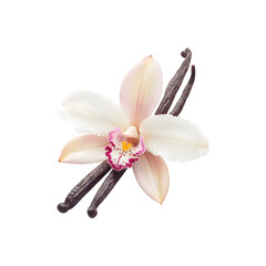 Naklejka premium A delicate orchid flower with soft petals and striking coloration