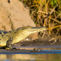Fototapeta premium A large crocodile rests on a muddy riverbank, its head slightly turned, against a blurred background of sand and vegetation