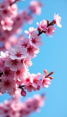 Delicate pink cherry blossoms in full bloom against a clear blue sky , tree blossom, cherry tree