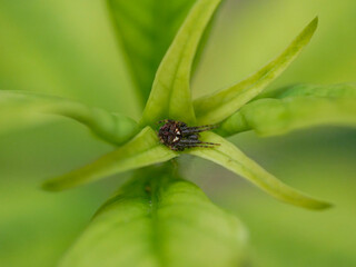 Spider sleeping inside leaves of creeper plant 