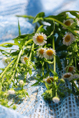 Charming bunch of wild fleabane daisies with green stems resting on a bright blue net fabric in natural sunlight