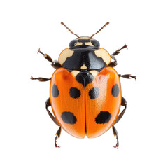 Ladybug molting Sheds its old exoskeleton to grow. full length isolate on transparent background