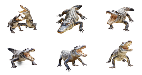 Collection of Crocodile interacting Two crocodiles engage in territorial behavior or communicate with each other. full length isolate on transparent background