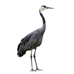 Obraz premium Crane standing A crane stands tall with neck extended and body upright. full length isolate on transparent background