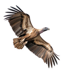 Obraz premium Vulture circling A vulture circles high in the sky, scanning the ground for food. full length isolate on transparent background