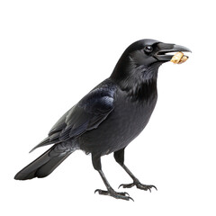 Obraz premium Crow gathering A crow gathers objects or food, holding them in its beak. full length isolate on transparent background