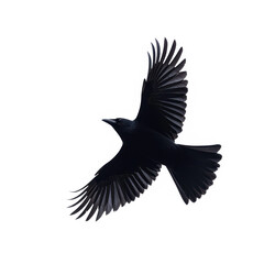 Obraz premium Crow flying A crow soars through the air with its wings spread wide. full length isolate on transparent background