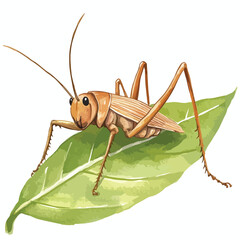 Detailed vector illustration of a brown grasshopper resting on a green leaf © aang