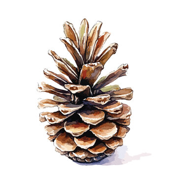 Detailed Watercolor Illustration of a Pine Cone