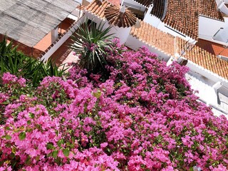 [Spain] Scenery of the old town of the beautiful white village, Frigiliana