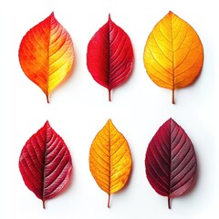 Obraz premium Six vibrant autumn leaves in various shades of red and yellow, arranged in a grid pattern against a white background