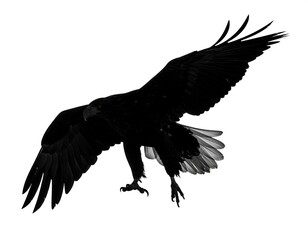 Obraz premium Eagle Silhouette Landing.