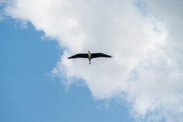 空を飛ぶアオサギ