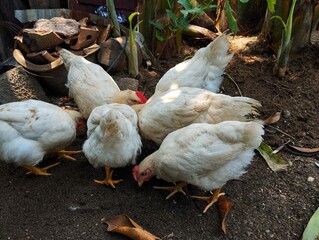 Free range chicken