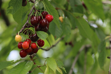 Red ripe cherry fruits on branch ready to be harvested in the orchard. Prunus avium on springtime