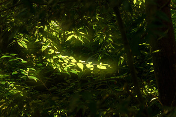 タイトル	森の中で陽射しを受ける緑の葉