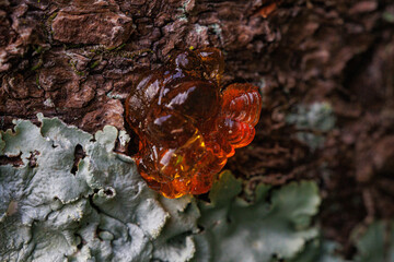 夕陽に輝く桜の樹液