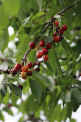 Red ripe cherry fruits on branch ready to be harvested in the orchard. Prunus avium on springtime
