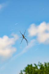 青空に映える蜘蛛の巣