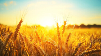 Obraz premium A golden wheat field with a clear blue sky in the background.