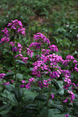Fototapeta premium Close-up of pink flowers of Lunaria annua plant in the garden. Also called Honesty in bloom