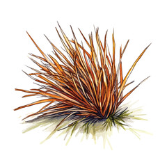 Watercolor Illustration of a Dense Spiky OrangeHued Plant with Green Base