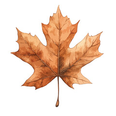 Obraz premium Watercolor Illustration of a Detailed Autumnal Maple Leaf with Veins