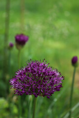 Allium 'Purple Sensation' in bloom in the garden on springitme. Ornamental Allium Giganteum
