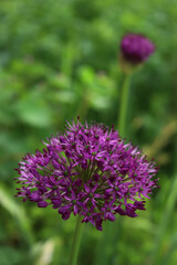 Allium 'Purple Sensation' in bloom in the garden on springitme. Ornamental Allium Giganteum