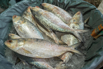 Freshly caught Hilsa fish, a delicacy in Bangladesh, on ice.