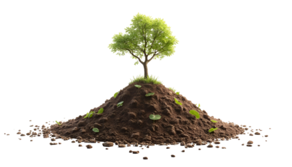 Young Plant Seedling Growing in Soil Isolated on White