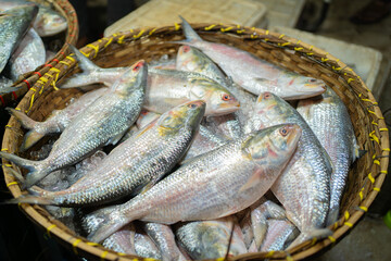Freshly caught Hilsa fish, a delicacy in Bangladesh, on ice.