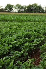 Green soybean and corn fields  on summer. Agricultural landscape in Italy