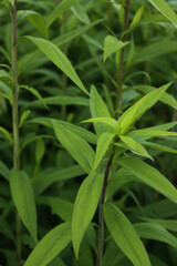 Naklejka premium Canadian goldenrod plants with green leaves. Solidago canadensis 
